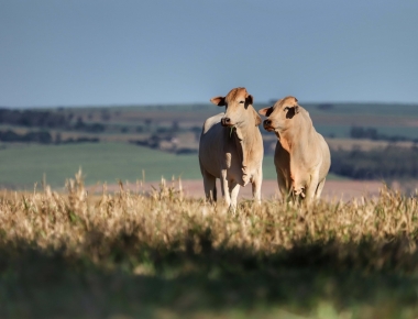 Agricultura alerta pecuaristas sobre o encerramento da Campanha de Atualização dos Rebanhos